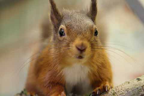 A close-up or a red squirrel.