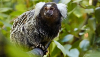 Marmoset in the wild on a branch