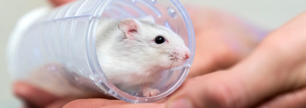 human hand holding hamster in plastic hamster tunnel © RSPCA