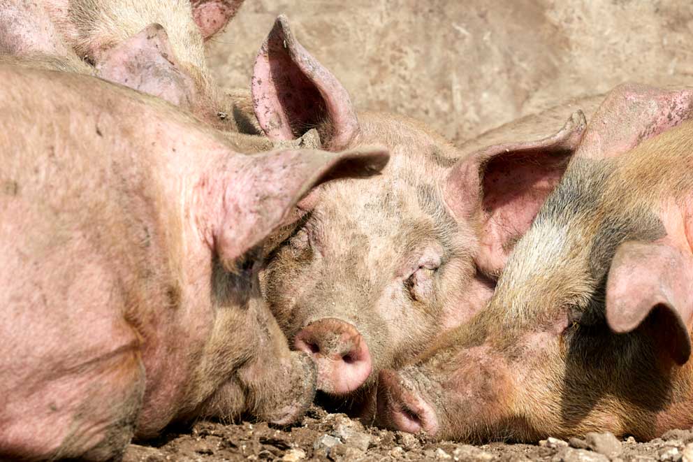 Pigs sleeping beside an ark on a typical UK outdoor unit in Sussex.