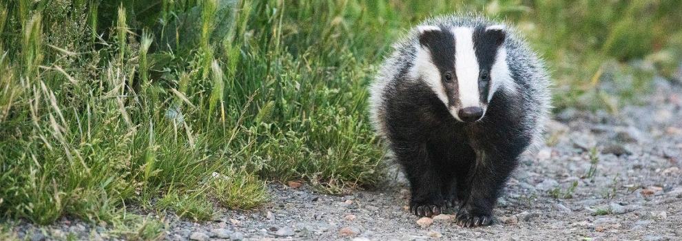 badger walking along a path