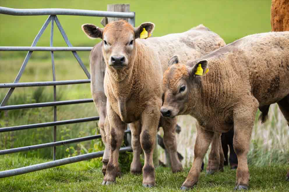 Beef cattle standing in a field in Pett Level, East Sussex.