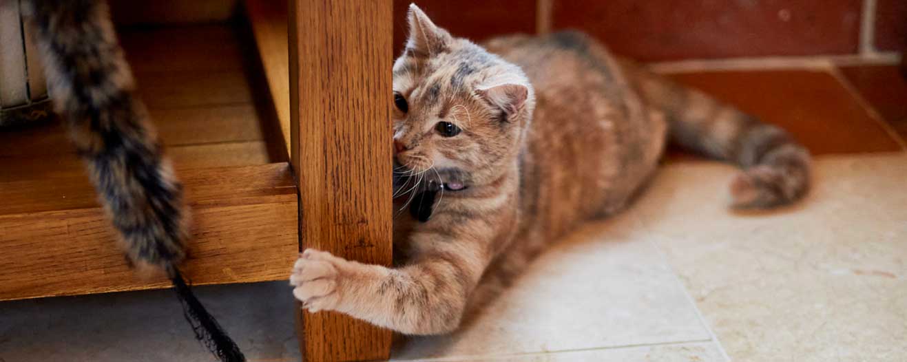 A six-month old kitten playing with a cat toy indoors.