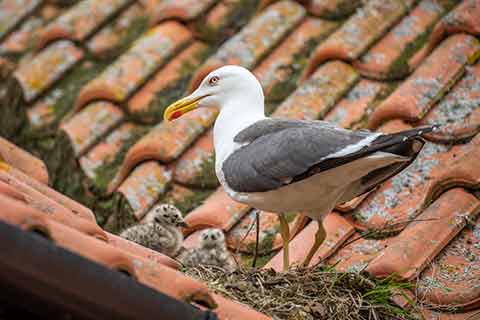 A gull with two chicks in the nest in between roof tiles.