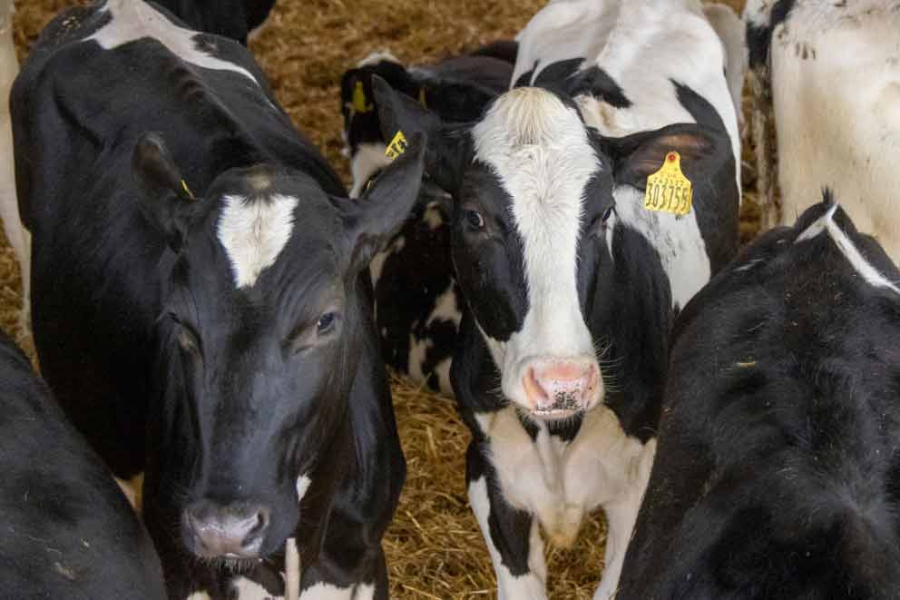 Black and white dairy cows in a barn.