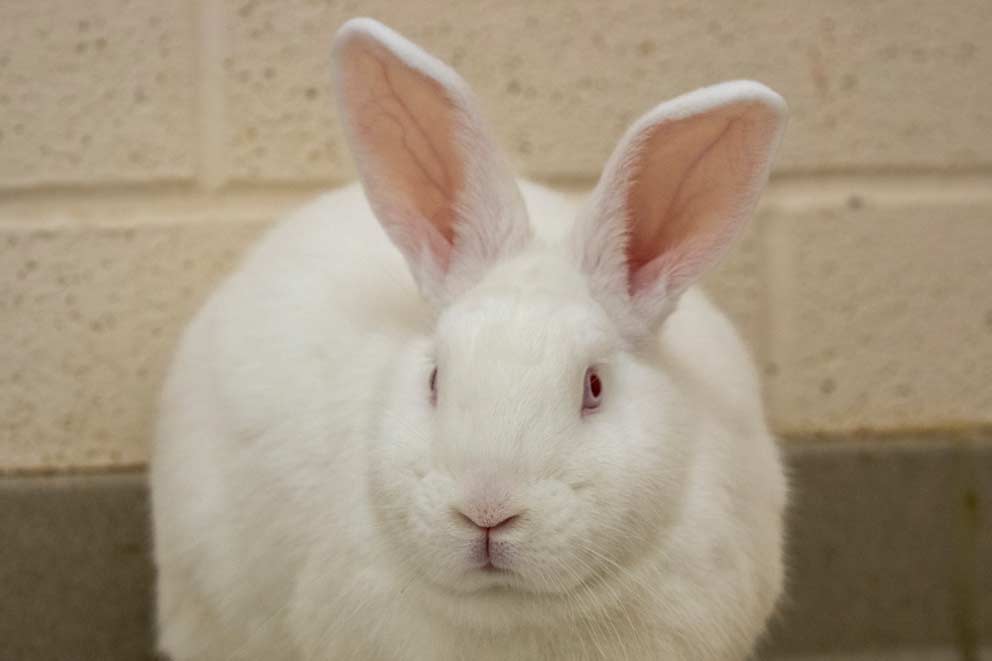 A rescued New Zealand White rabbit , this breed is the most commonly used for meat farming.