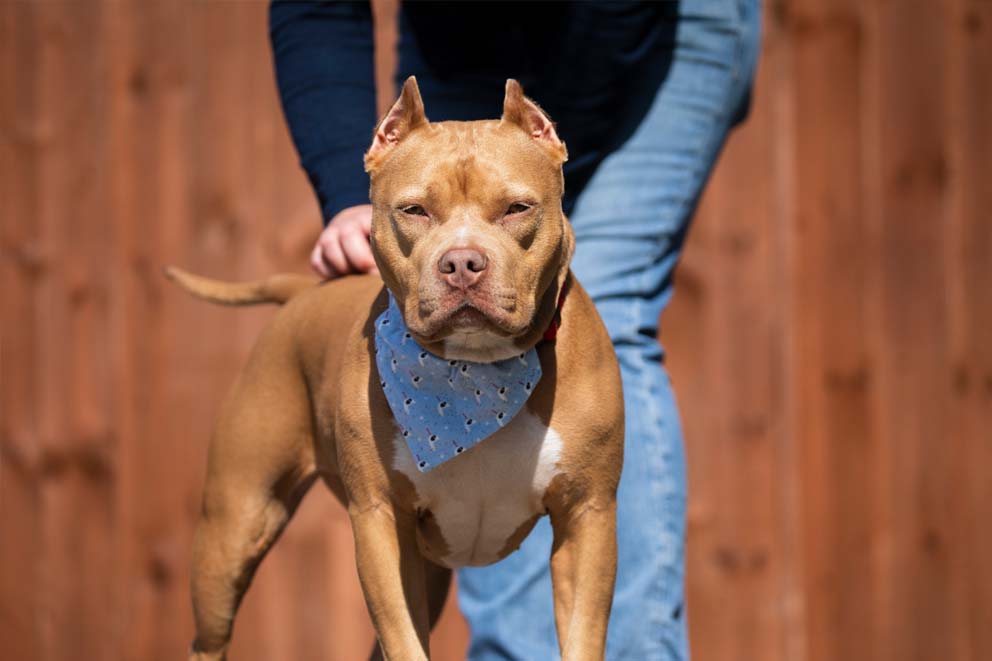 An American bulldog with cropped ears with his foster owner.
