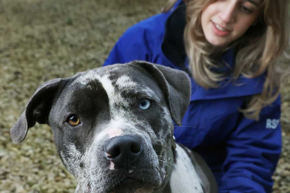 An RSPCA inspector and dog at the Somerset branch.