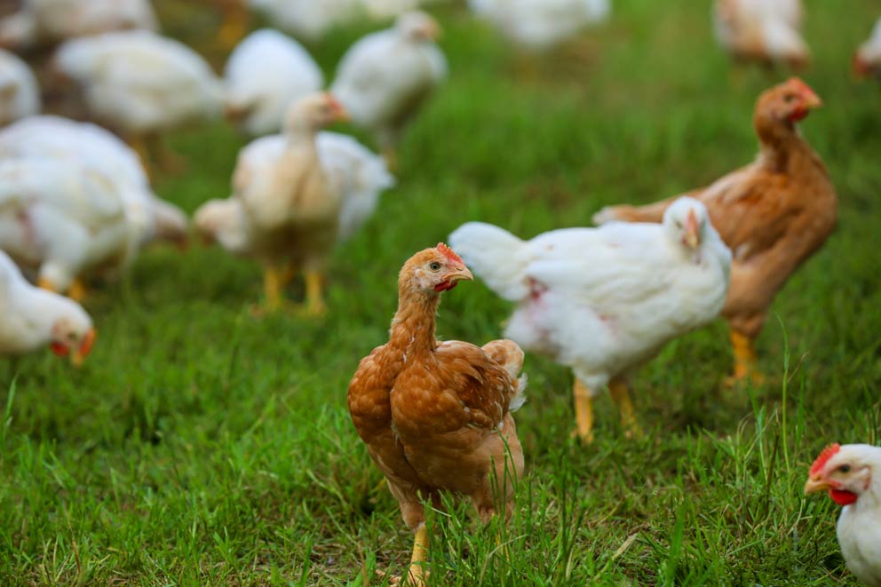 A flock of free-range meat chickens roaming outdoors in field.
