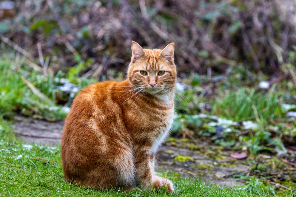 Cat sitting on the snowy grass.