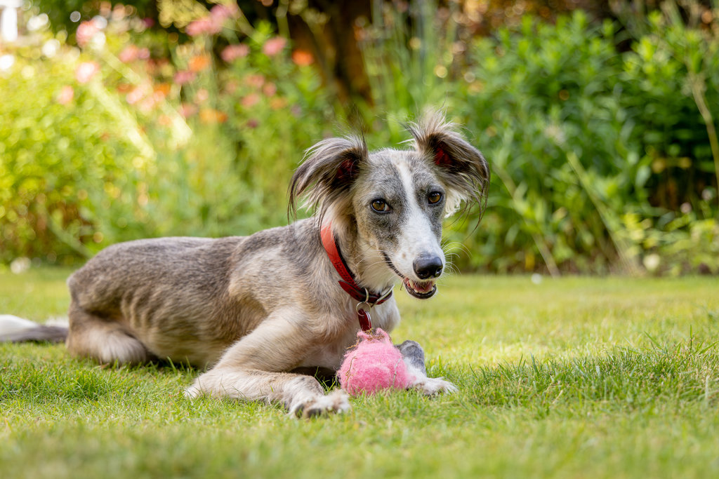 A dog laying in the field with a pink tennis ball at its front paws