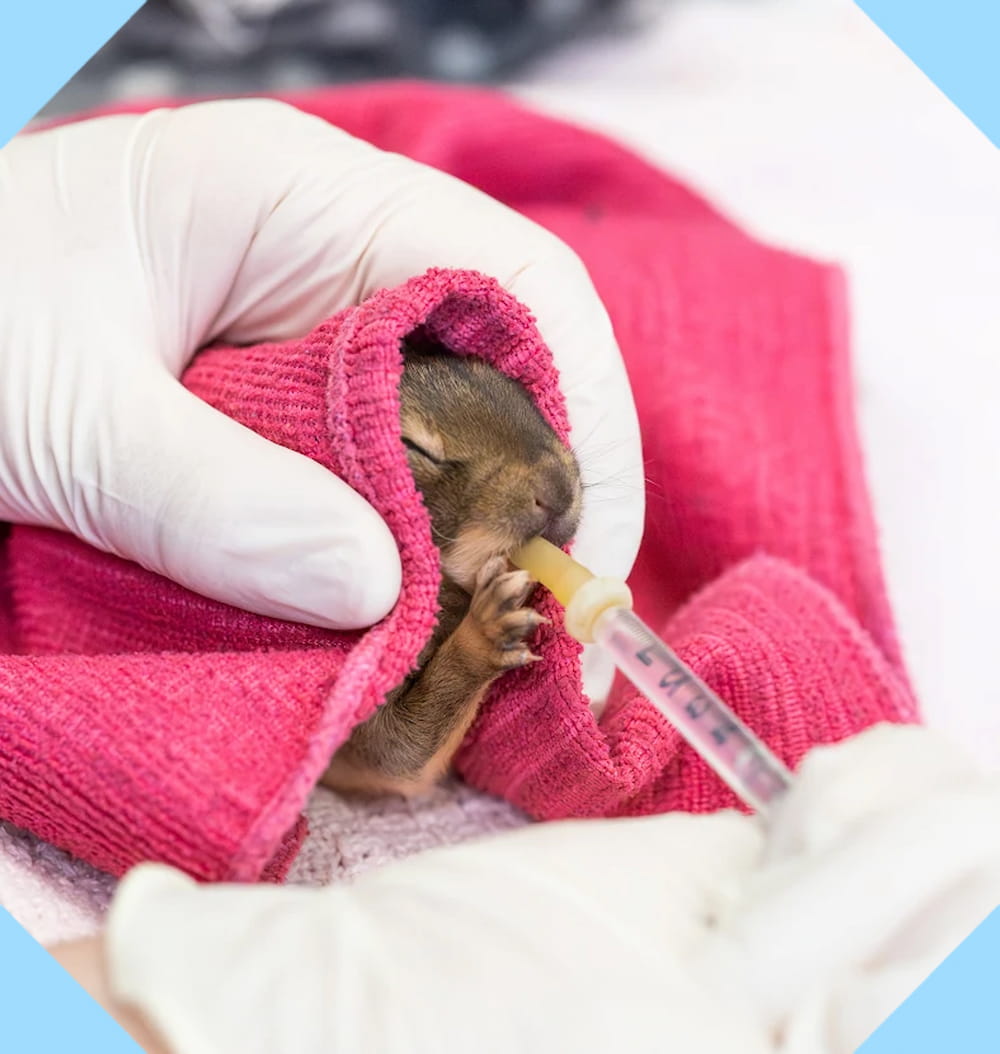 A juvenile rabbit shrouded in a small pink blanket being hand fed out of a pipette.