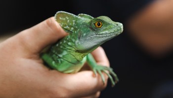 basilisk lizard being held