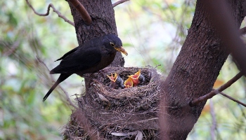 Black bird feeding baby birds in a nest