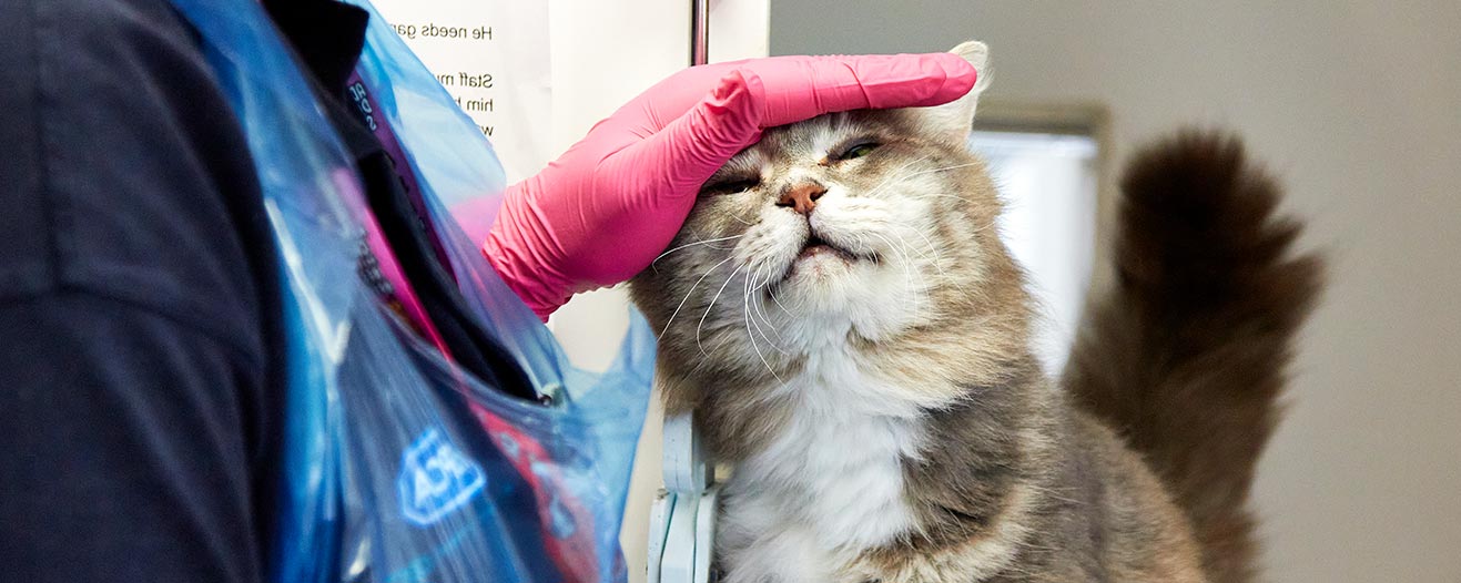 A vet stroking a cat on the head.