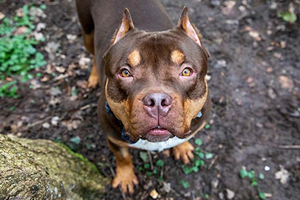 A dog with cropped ears standing outside looking up at the camera.