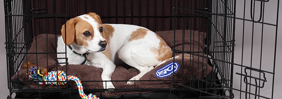 dog lying in a dog crate © RSPCA