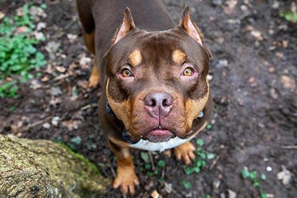 A dog with cropped ears standing outside looking up at the camera.
