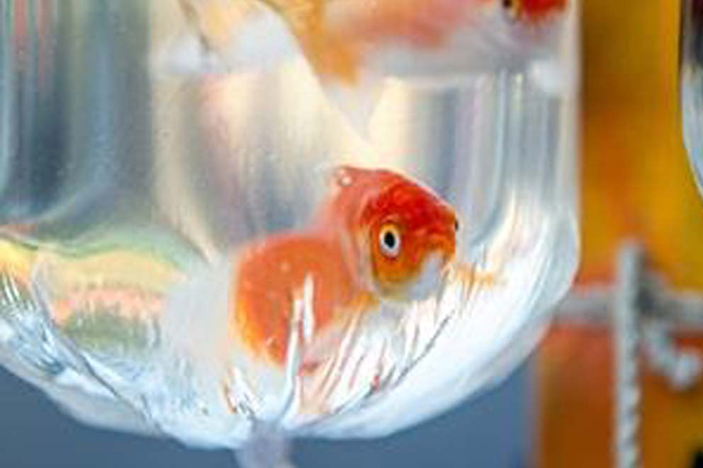 A goldfish in a plastic bag.