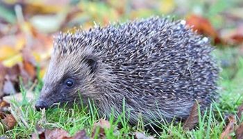 close up of hedgehog in the grass