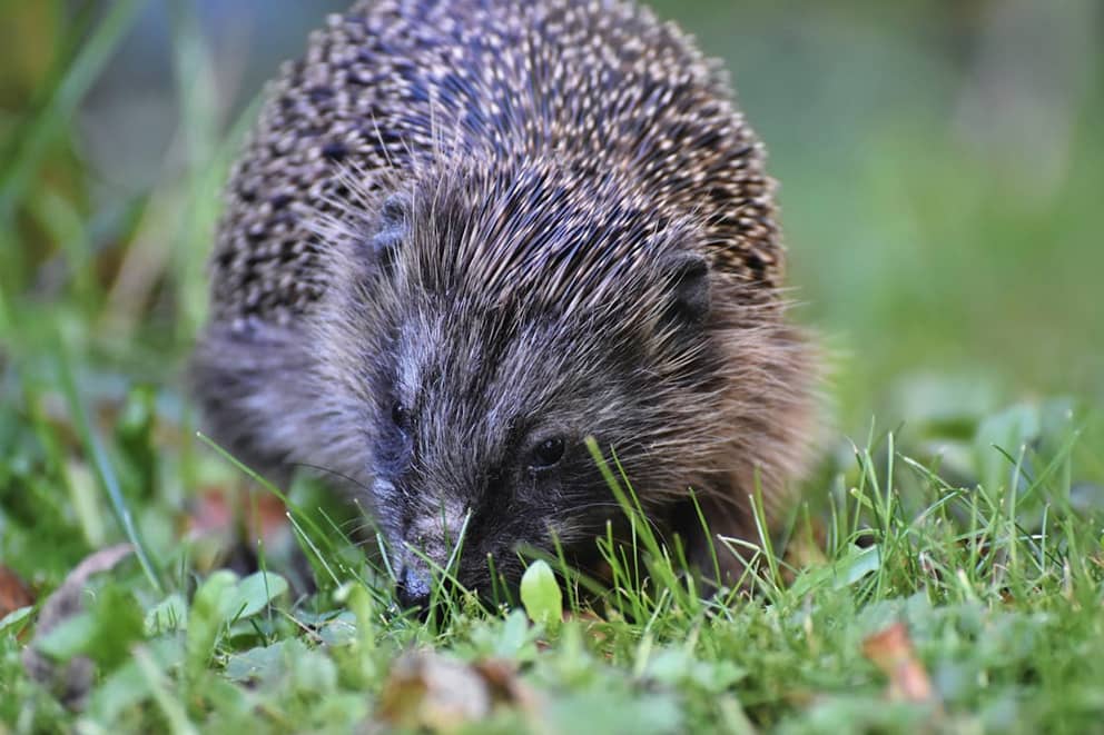 A hedgehog exploring the grass.