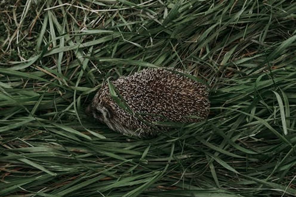 A hedgehog in the grass.