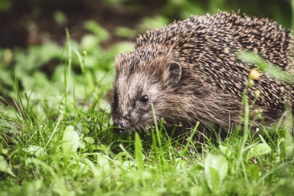 A hedgehog in the grass.