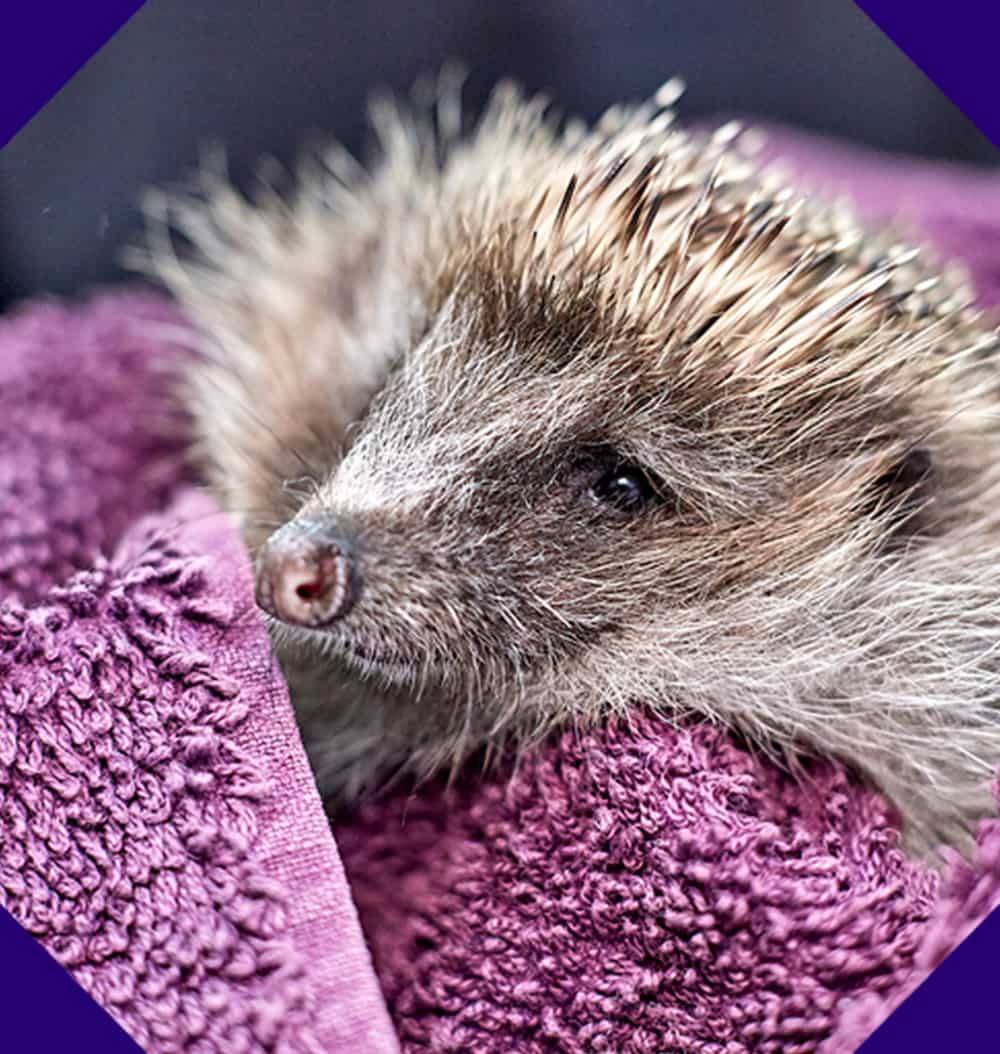 A hedgehog wrapped in a purple towel with its head poking out the top of the folds.