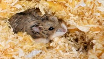 pet hamster peeping out of a nesting material © iStock
