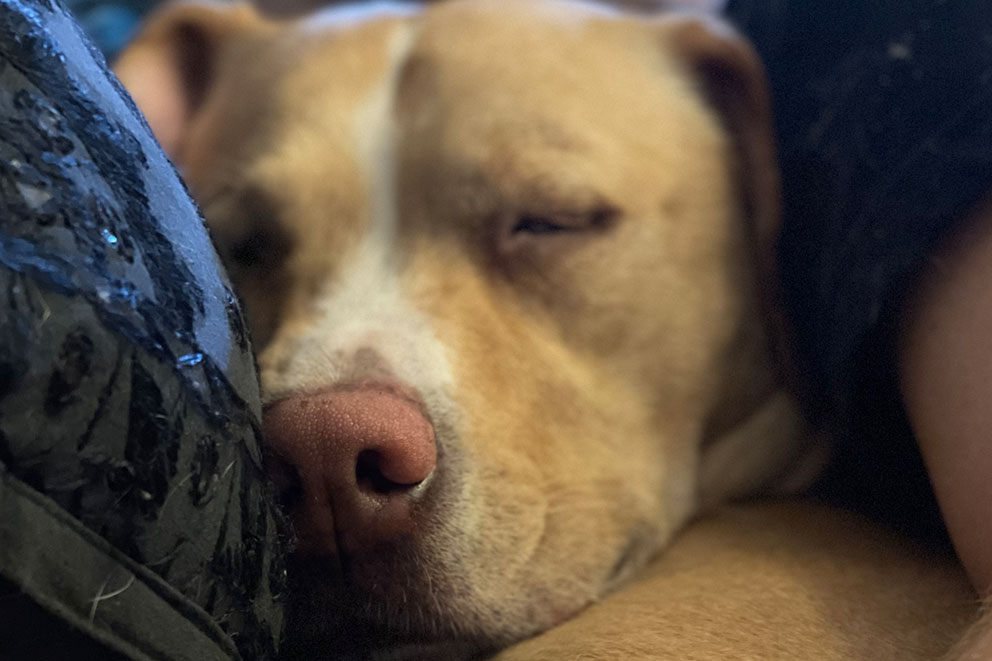 Luna, a golden staffy cross dog, asleep snuggled on a sofa.