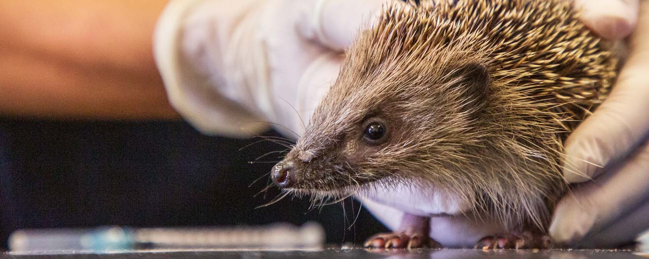 Your donation could go towards helping rescued wildlife like this hedgehog being examined by a vet.