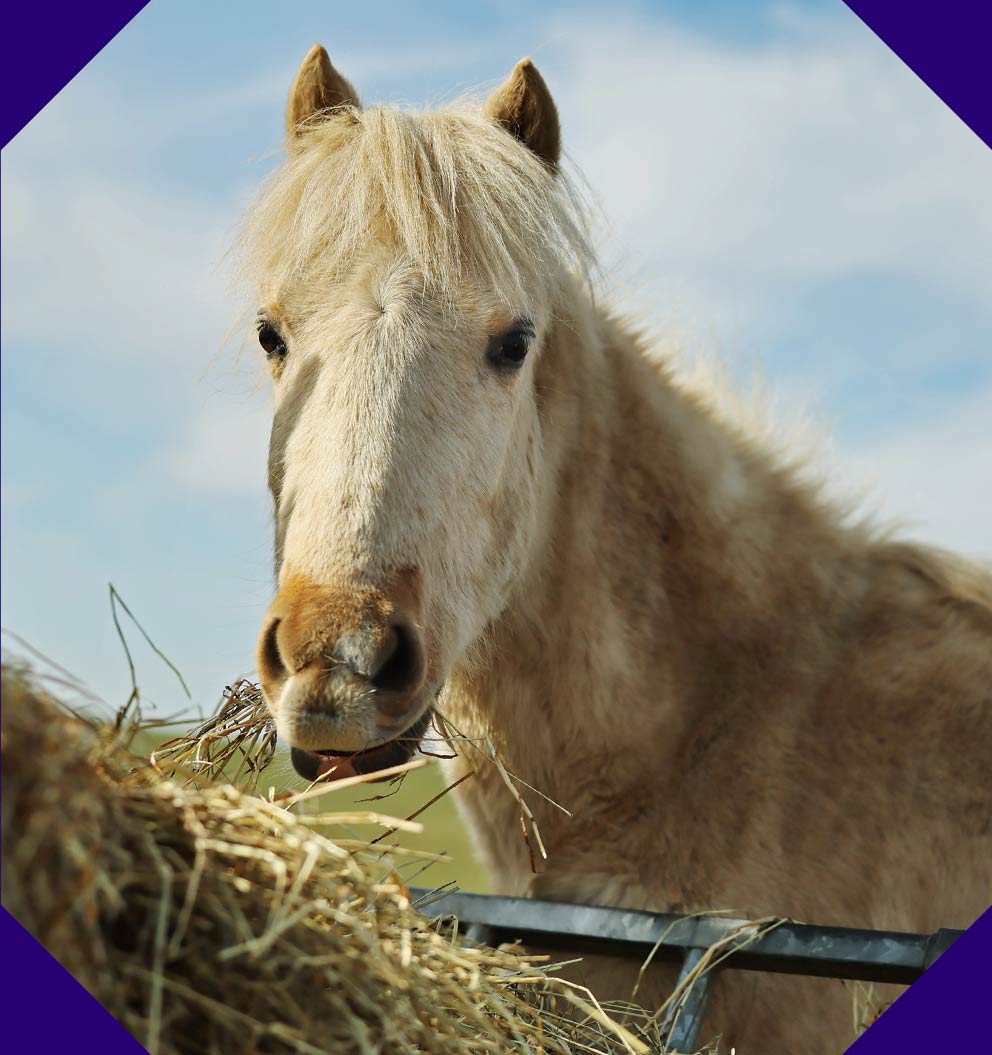 A white horse eating hay outside.