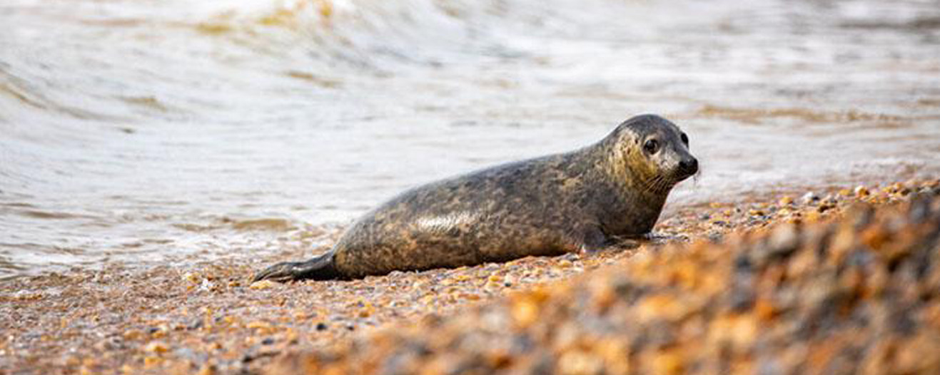 A dark, spotted seal resting on the beach, looking directly at the camera.