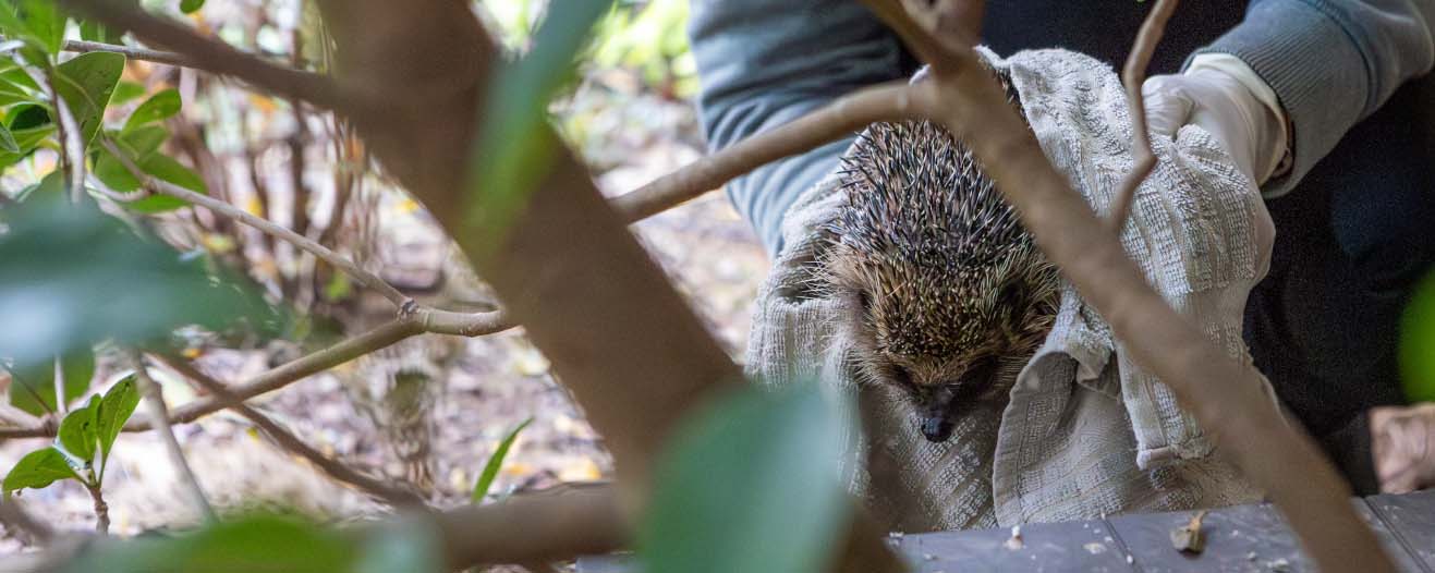 A hedgehog being picked up from the undergrowth, wrapped in a beige tea towel.