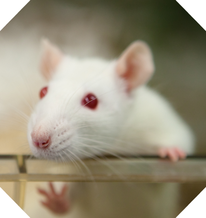 A white rat with red eyes peering over the edge of a glass enclosure.