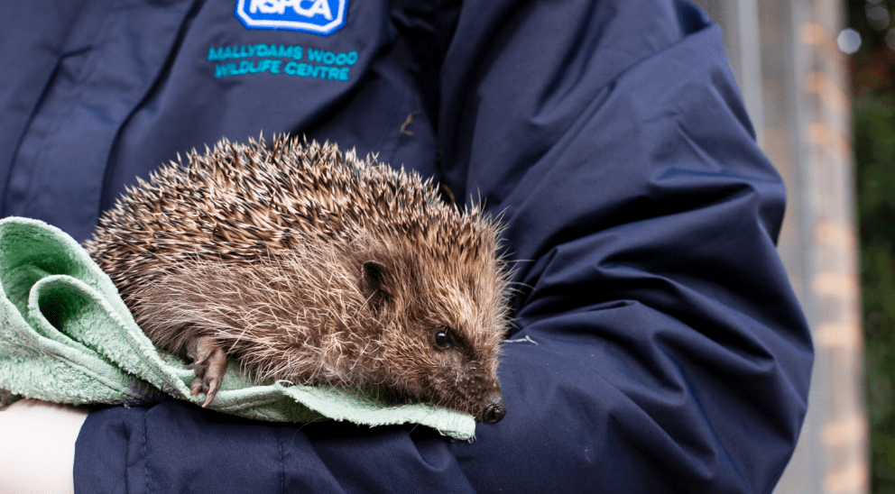A hedgehog being held by an RSPCA staff member.